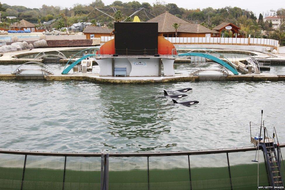 Killer whales at Marineland