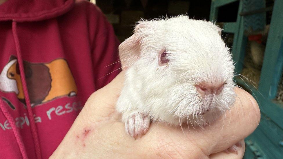 A guinea pig