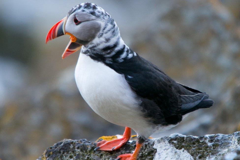 Leucistic puffin