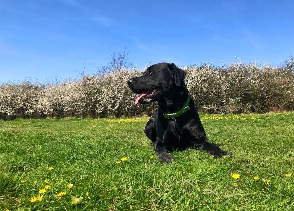 A dog lying on the grass in the sun