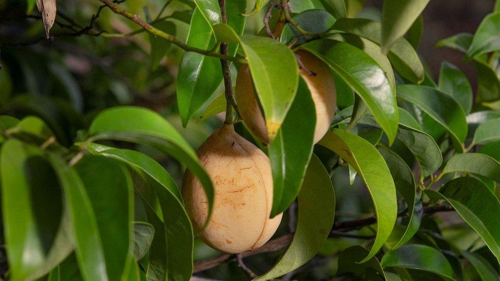 Nutmeg fruit