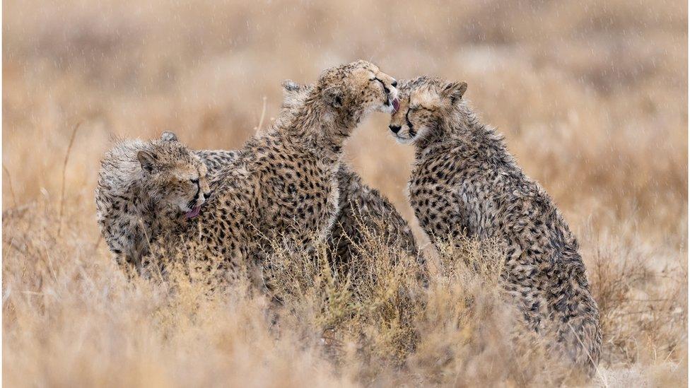 cheetahs-grooming-each-other-in-the-grass