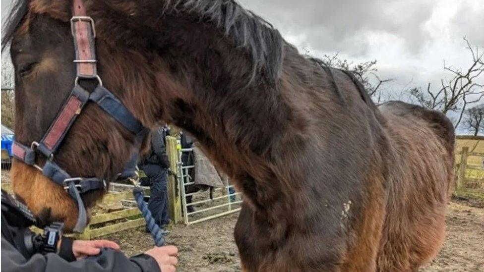 Brown horse standing in a field