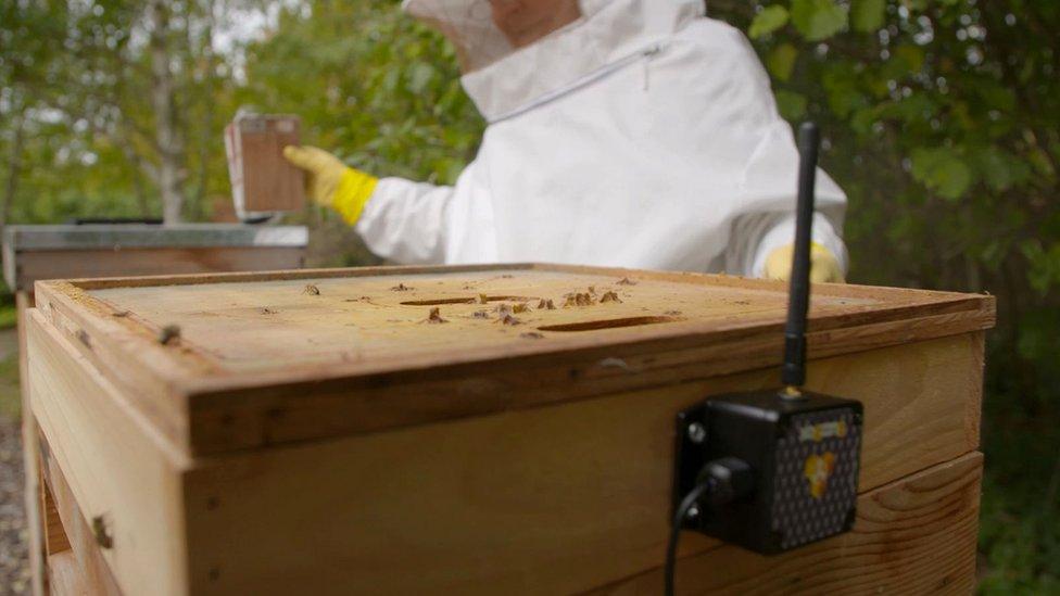 Monitor on a beehive