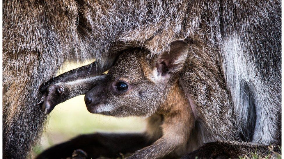 A baby kangaroo keeps a close eye on its mother