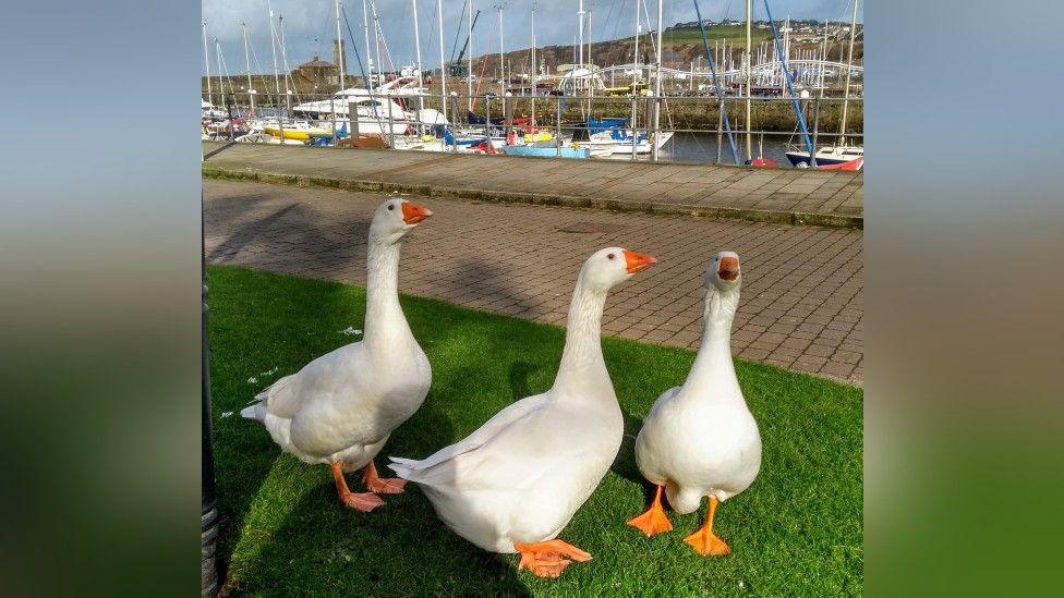 Billy, Barney and Rose by the harbour