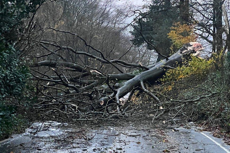 A tree in the middle of the road