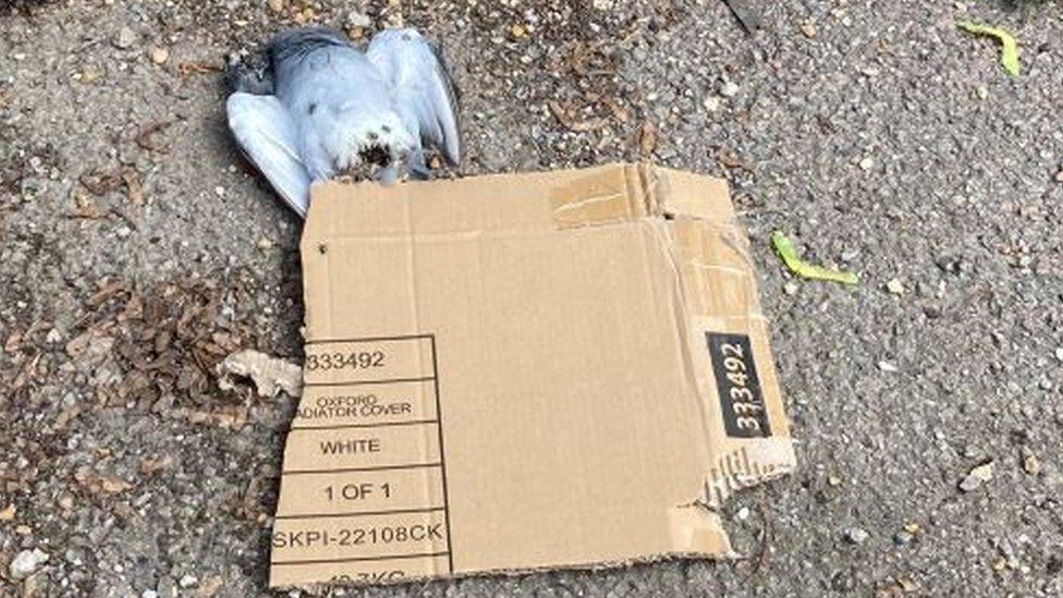 A dead pigeon partially covered by a piece of cardboard.