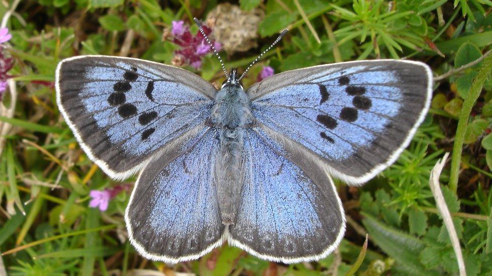 A Large Blue butterfly