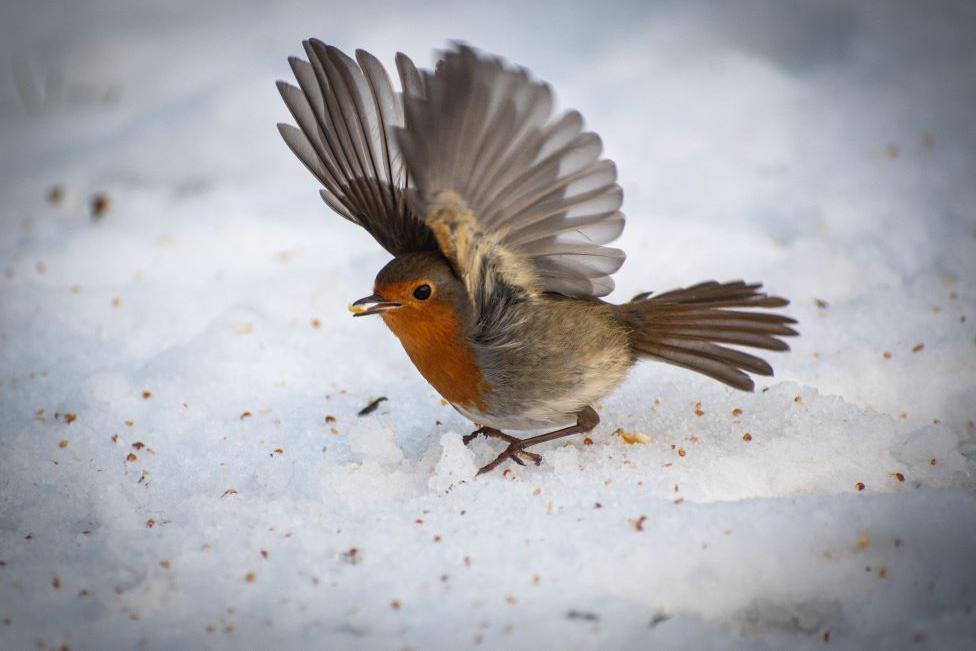 Robin with a red breast, wings extended above head, feeding among white snow, with crumbs visible.