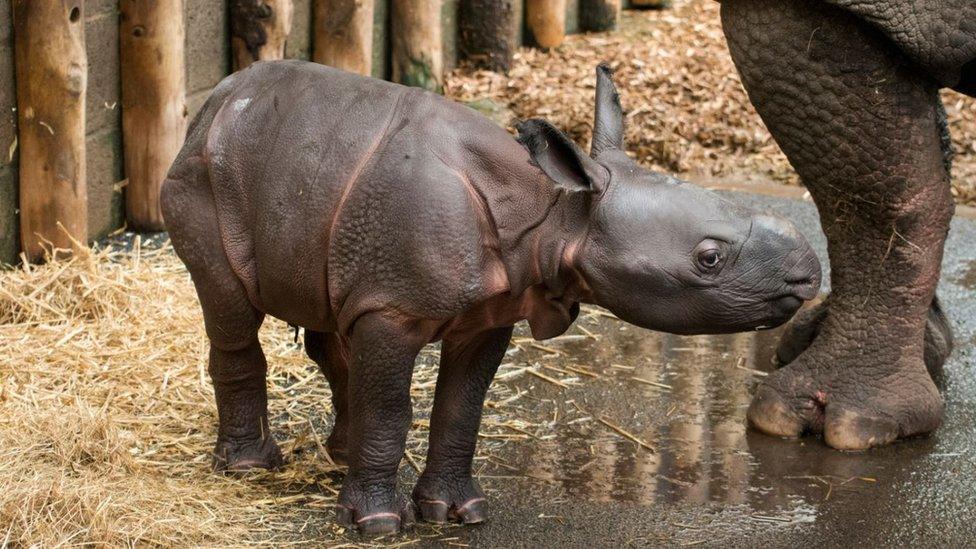 New-born Indian rhino calf