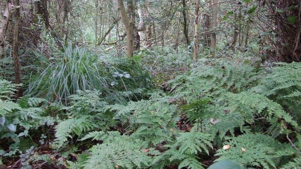 Askham Bog in 2010