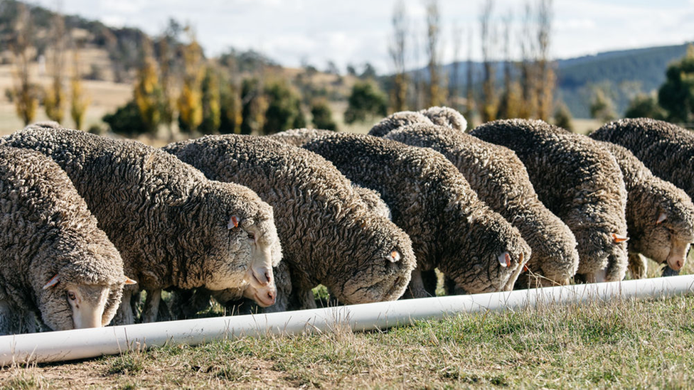 Sheep eating