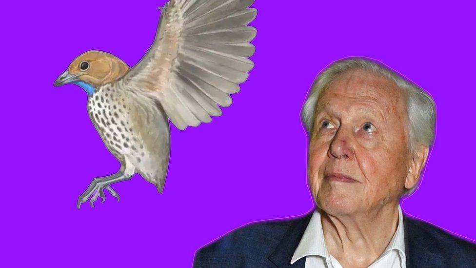 David Attenborough looking at a bird.