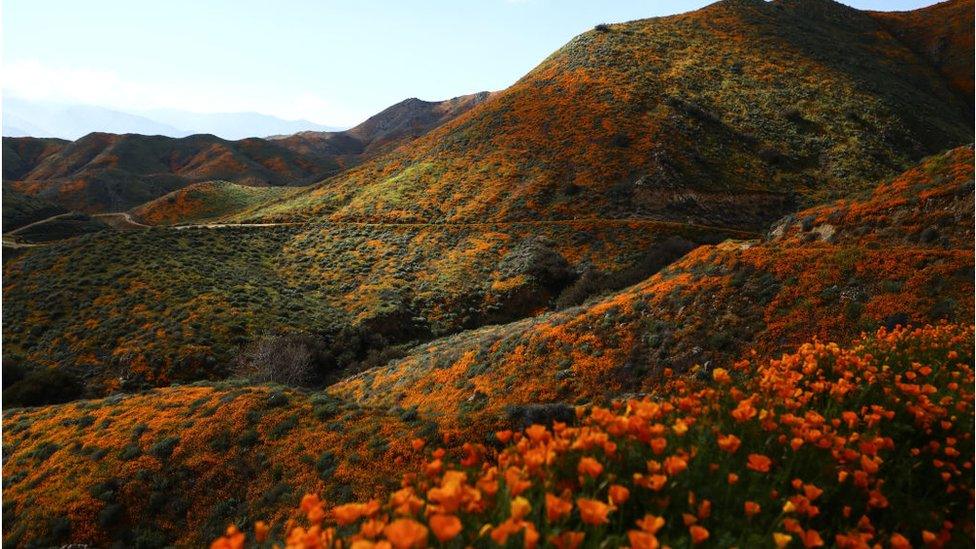 A 'super bloom' of wild poppies blankets the hills of Walker Canyon