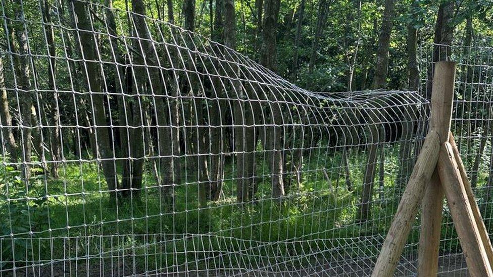 The damaged fence at Jimmy's Farm