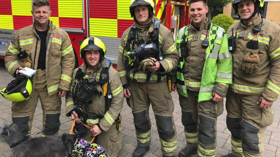 A tortoise and two dogs with firefighters