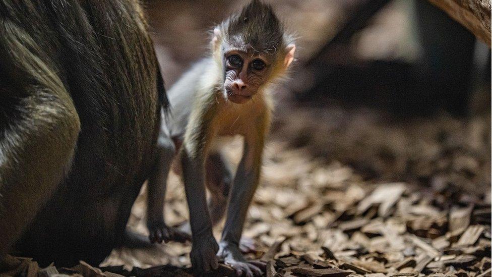 Baby mandrill born at Chester Zoo