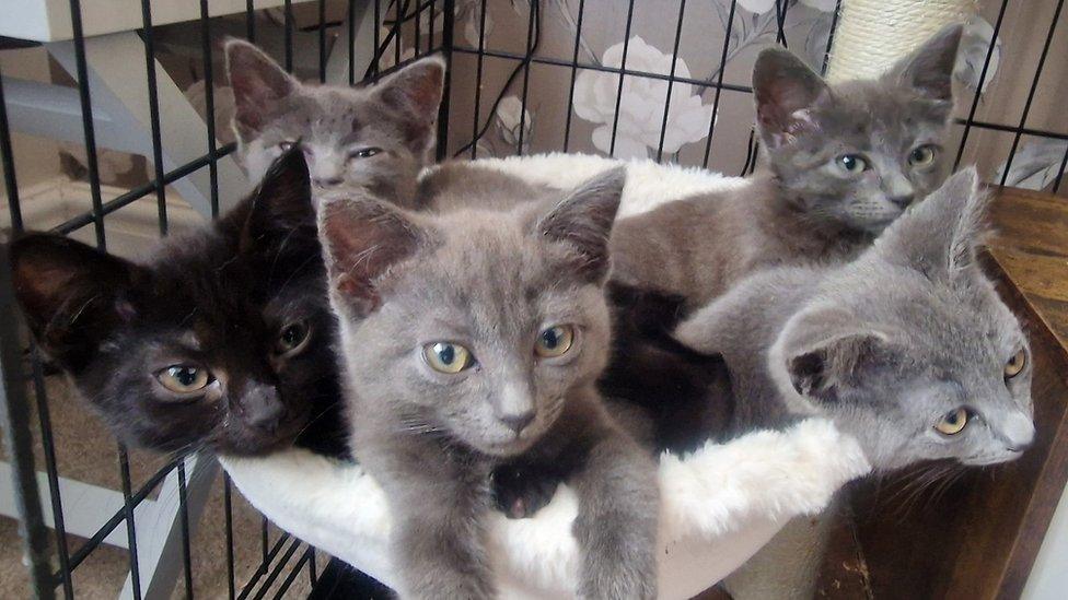 A litter of grey and black cats