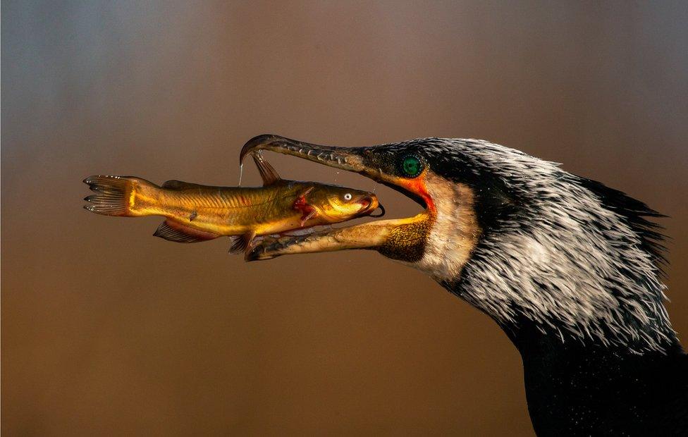 A photo of a cormorant bird just before it swallows a fish