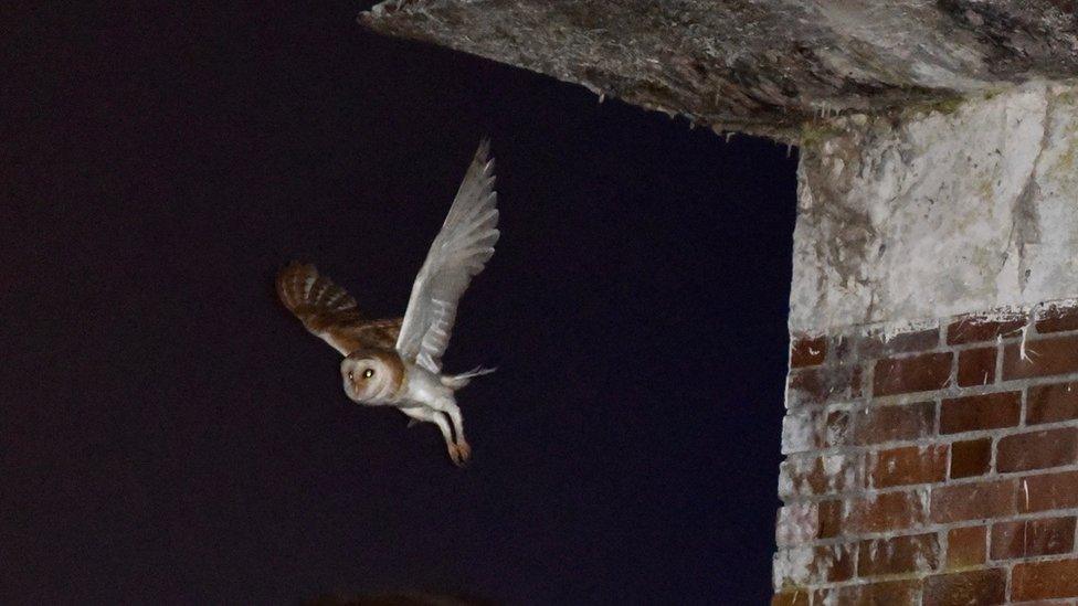 Barn owl leaving roost