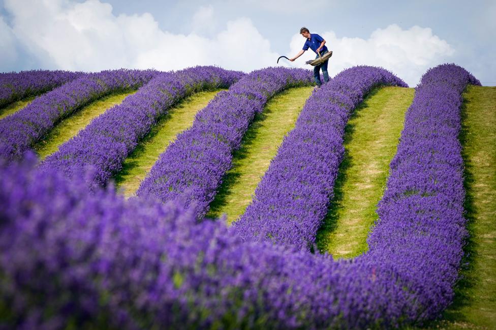 Lavender farmer Rory Irwin, from Scottish Lavender Oils, inspects the rows of folgate lavender ahead of this year's harvest at Tarhill Farm in Kinross. 27 July 2021