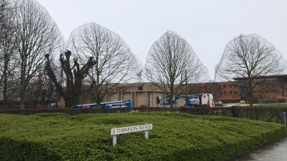 Netting on trees in Cambridge