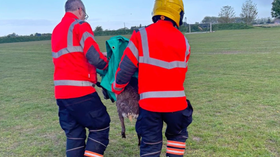 Firefighters carrying a deer