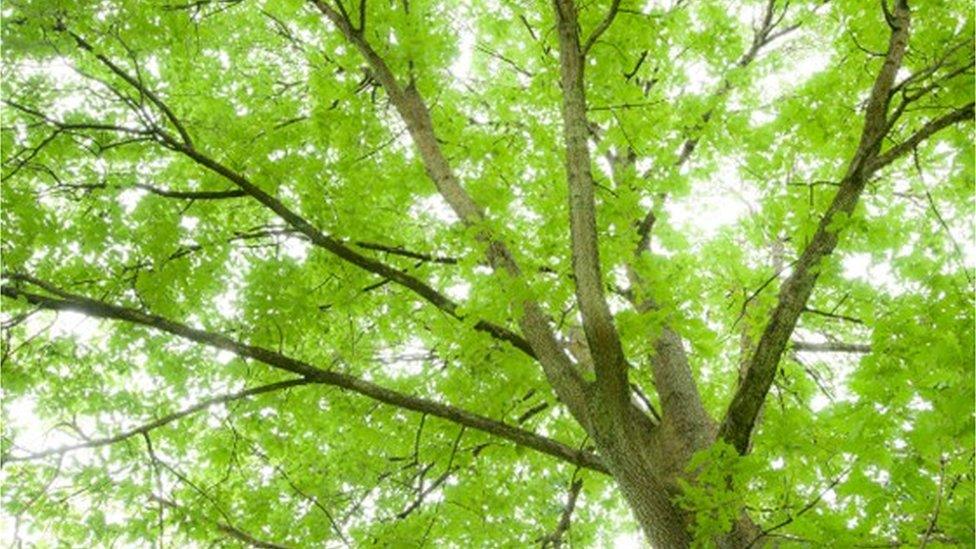 Suffragette Oak tree