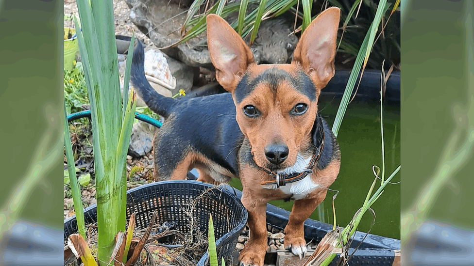 Jack Russell, Mouser