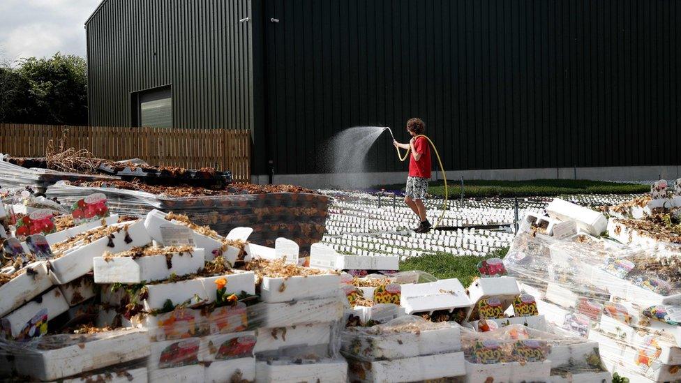 Woman waters plants at nursery