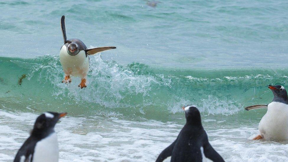 penguin-jumping-on-the-waves