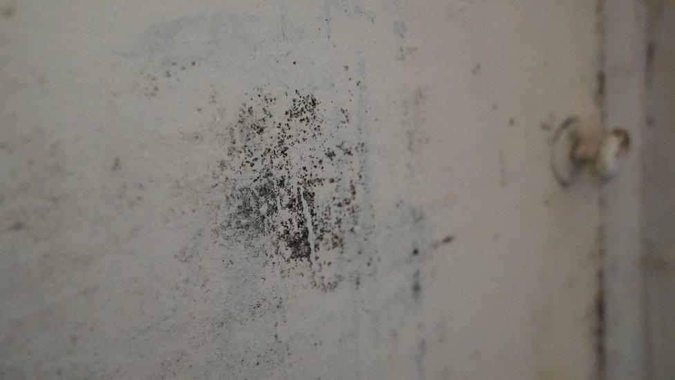 Mould on a wall