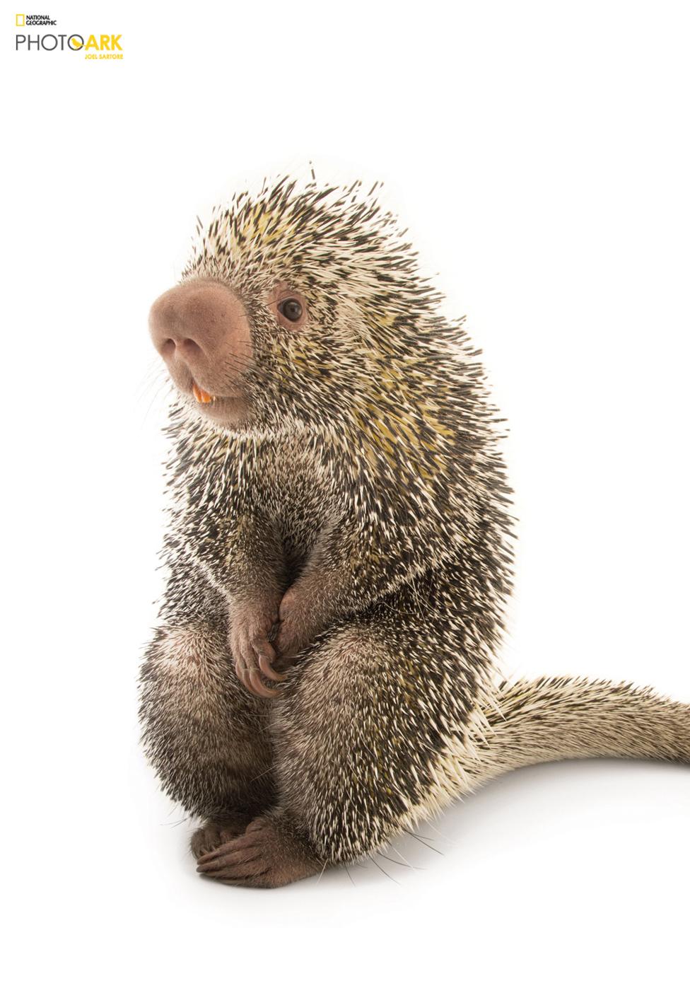 A Brazilian porcupine (Coendou prehensilis) Saint Louis Zoo, Missouri