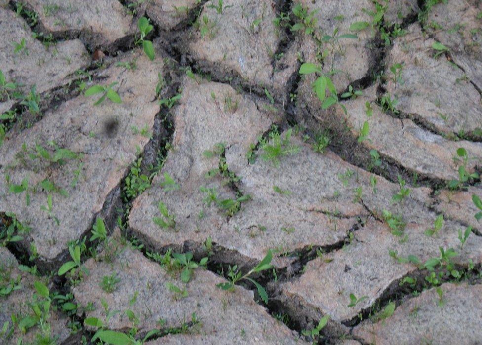 Cracks in dry ground in Saintfield