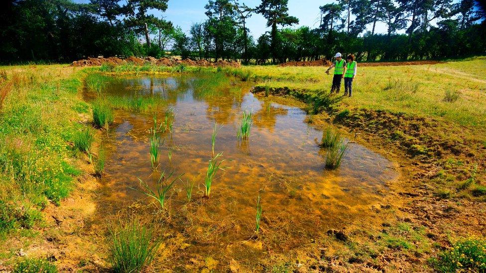 A new clean water pond created by Freshwater Habitats Trust