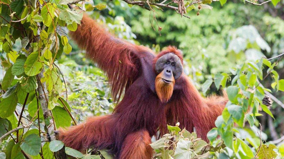 Large male Sumatran orangutan