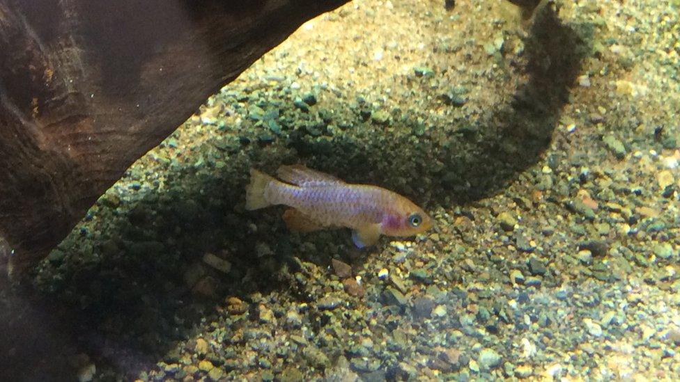 Sainthouse's Killifish