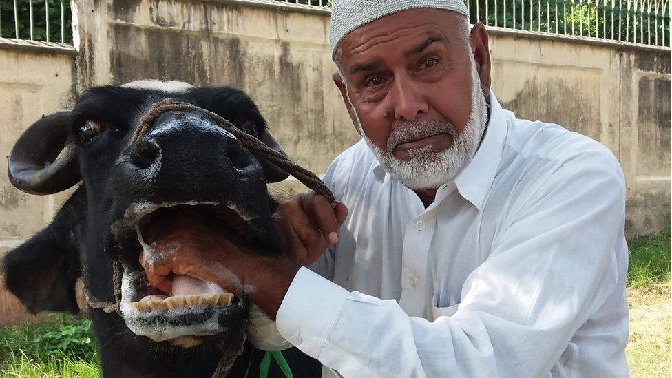 A Pakistani man looks on as he checks a buffalo during an auction at the premises of the Prime Minister house in Islamabad on September 27, 2018