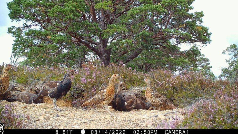 Hidden camera footage of Capercaillies