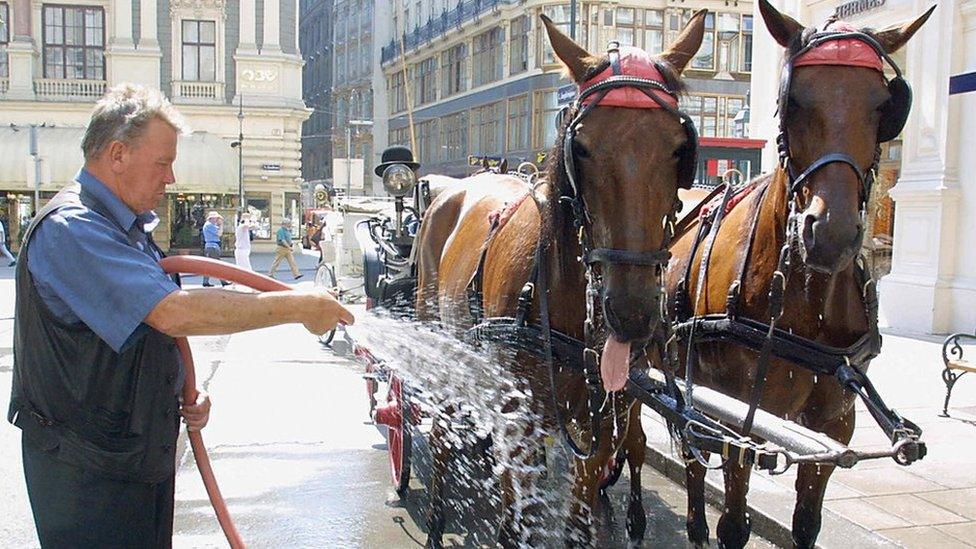 A coachman hoses his horses in Vienna during a heatwave