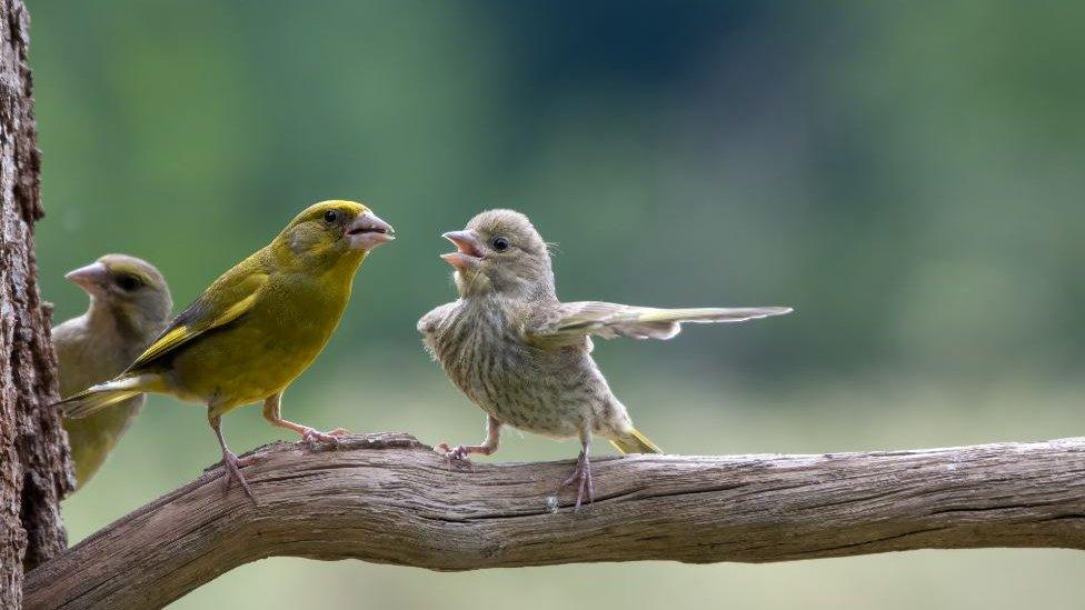 Greenfinches on a branch