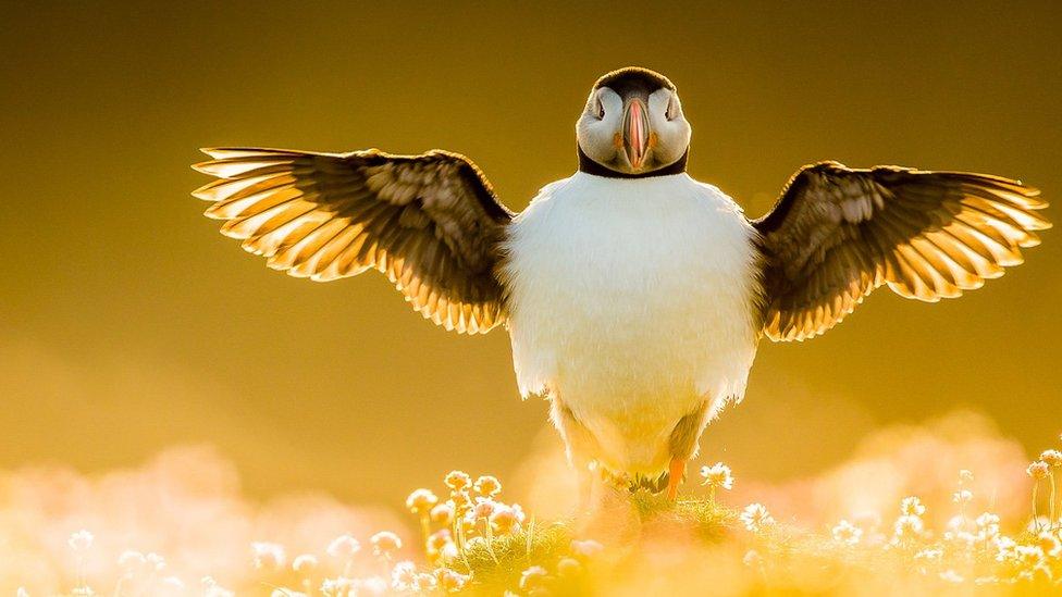 Puffin