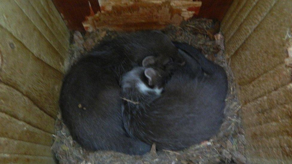 Pine Marten kits