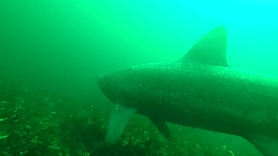 Basking shark