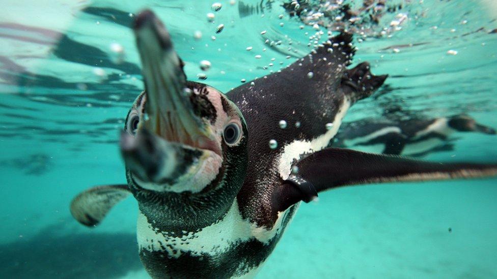 A Humboldt Penguin swimming