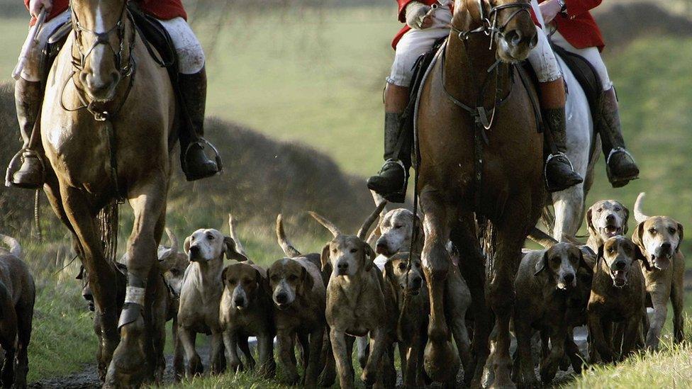 Wide horses and hounds