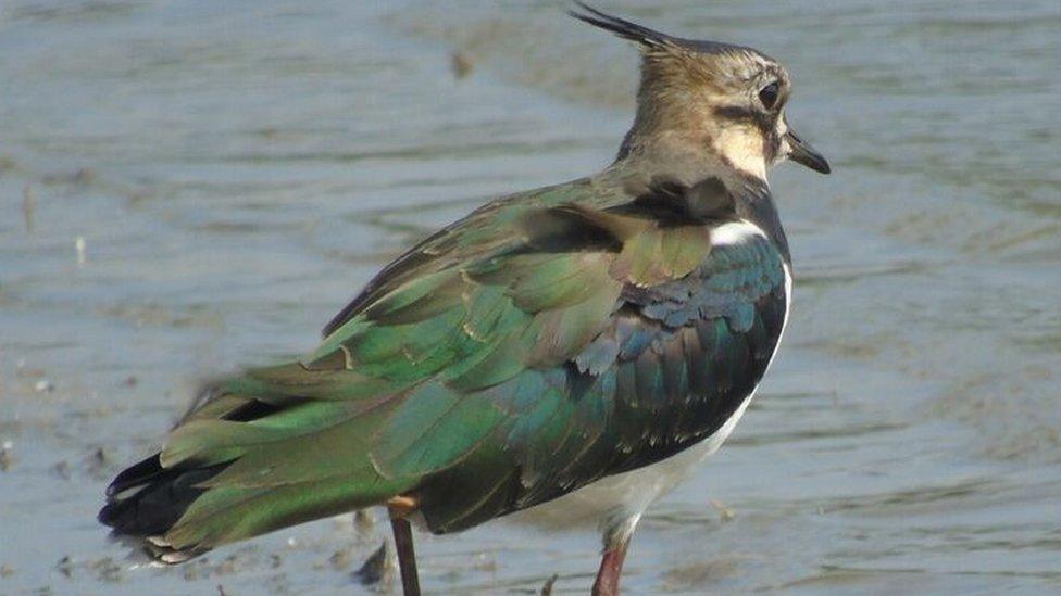 Lapwings are one of the 60 species