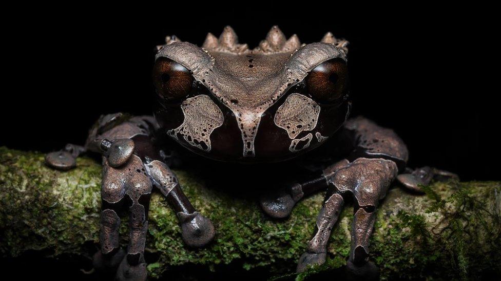 Guapiles, Costa Rica. Crowned tree frog