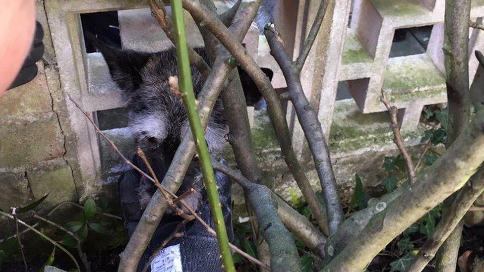 Dog stuck in wall